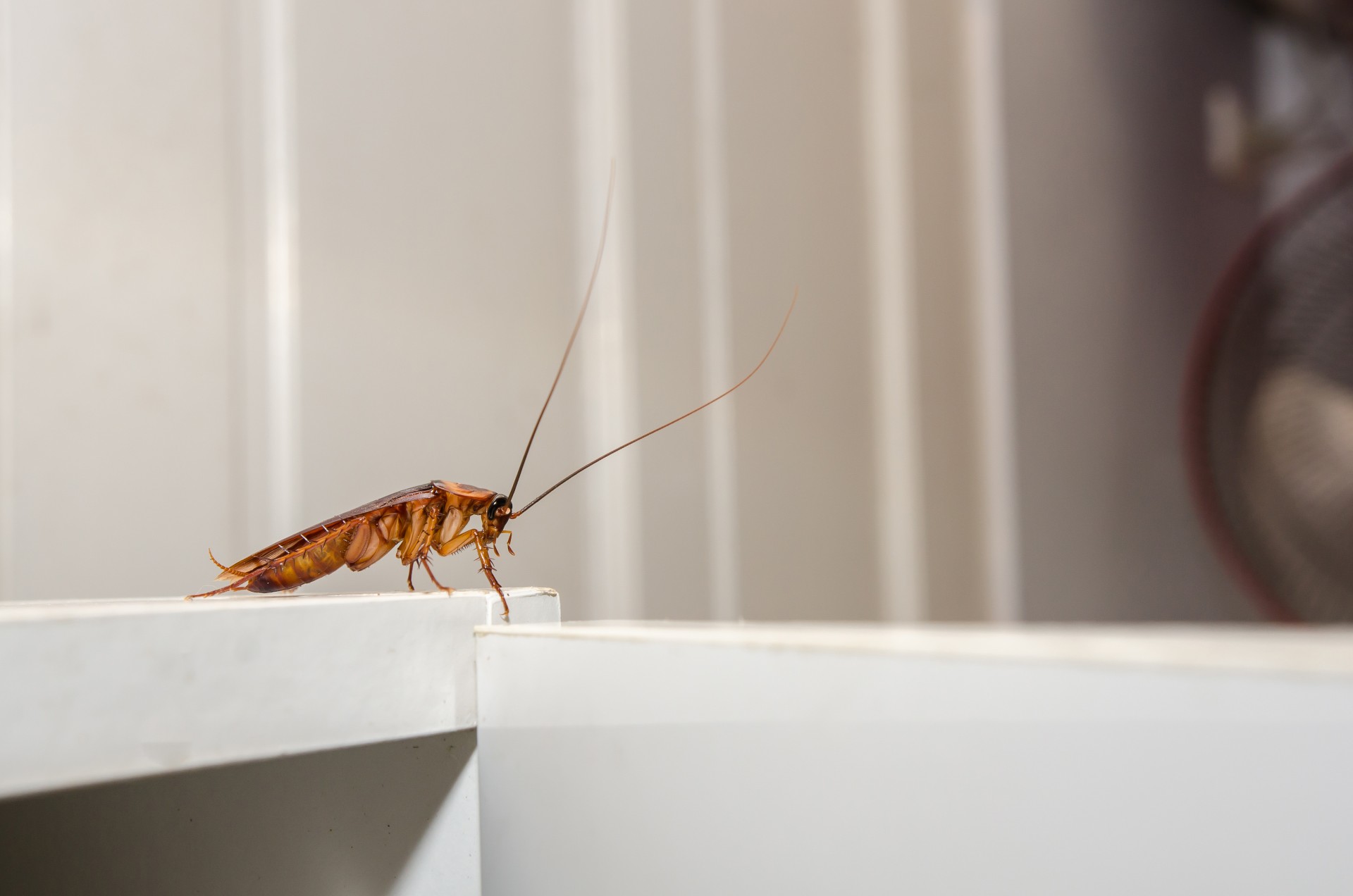 Cockroach Extermination by On The Go Services, LLC