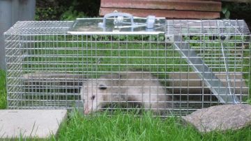 Possum Control in Roland Park and Raccoon Removal