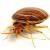 Woodbine Bedbug Extermination by On The Go Services, LLC