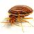 Edgewood Bedbug Extermination by On The Go Services, LLC