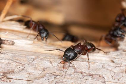Carpenter ant extermination by On The Go Services, LLC