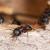 Joppa Ant Extermination by On The Go Services, LLC
