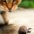 Calverton Mice & Rat Control by On The Go Services, LLC