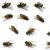 Monkton Pest Control by On The Go Services, LLC