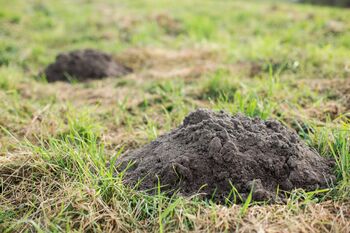 Mole Control in Mitchellville, Maryland