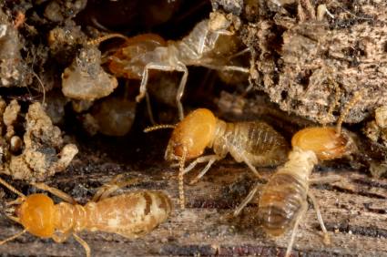 Termite control by On The Go Services, LLC