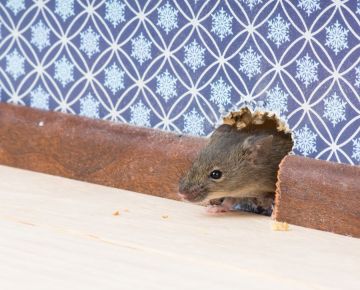 Mice Extermination in Glen Arm by On The Go Services, LLC