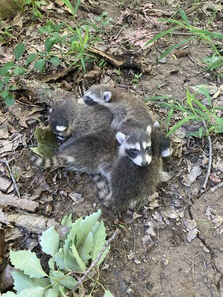 Rodent Control in Silver Spring, MD (1)