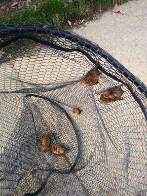 Bat Removal in Bladensburg, MD (1)