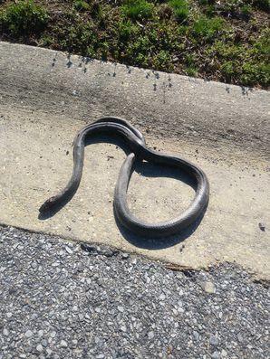 Wildlife Snake Removal in Hanover, MD (1)