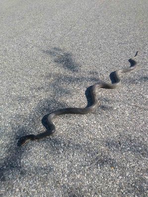 Wildlife Snake Removal in Hanover, MD (2)