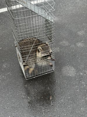 Raccoon Control Service in Mitchellville, MD (2)