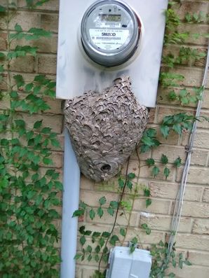 Bee Removal in Bladensburg, MD (1)