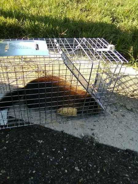 Safely Removing Porcupine in Bowie, MD (1)