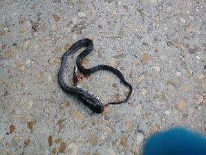Rodent, Bird and Snake Trapping in Bladenburg, MD (4)