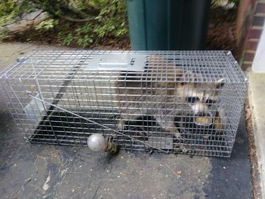Rodent, Bird and Snake Trapping in Bladenburg, MD (1)