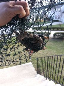 Rodent, Bird and Snake Trapping in Bladenburg, MD (2)