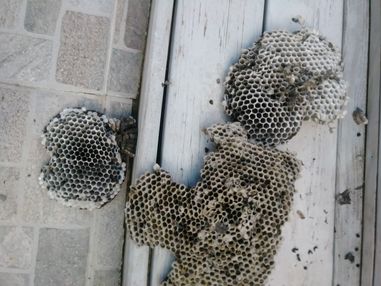 Bee Hive Removal in Bladensburg, MD (1)